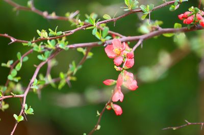 廠區(qū)花色